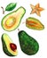 Set of several avocado and carambola images. Painted in watercolor