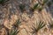 Set of several cactus hanging on stone wall.