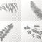Set of Shadow Overlay Plant Vector Mockup. The Shadows overlay effects Of Tropical Leaf in a minimalist style