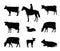 Set of shepherd grazes cows in pasture. Picture silhouette. Farm pets. Animals for milk and dairy products. Isolated on