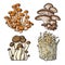 Set of shimeji, oyster, enokitake and king trumpet edible mushrooms