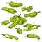 Set of Shishito green pepper. Cartoon style.