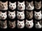 Set of shocked face cats on black background. Generative AI