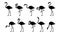 Set of silhouette flamingos. Cute flamingos collection. Flamingo animal exotic, nature wild fauna. Exotic tropical bird.