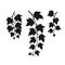 Set of silhouette ivy branch. Hand drawn illustration converted to vector