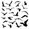 Set of silhouette realistic seagull, bird vector collection