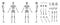 Set of Silhouette Skeleton Human bones body hands, legs, chests, heads vertebra pelvis, Thighs front back side view Flat