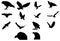 Set of silhouettes of bird breeds isolated on white background