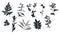 Set of silhouettes of botanical elements. Herbarium. Branches with leaves, herbs, wild plants. Garden and forest collection of