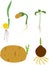 Set of silhouettes of different plant sprouts