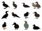 Set of Silhouettes of different types of existing ducks. Vector