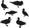 Set of silhouettes of ducks. Vector ducks in different positions, editable isolated object. Black birds on a white