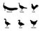 Set of silhouettes of farm birds