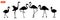 Set of silhouettes of flamingo birds