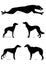 Set of silhouettes of greyhound dogs