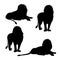 Set of silhouettes of lion