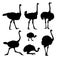 Set silhouettes of ostriches.