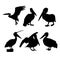 Set of silhouettes of pelican vector design illustration isolated black and white bird sea