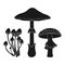 Set of silhouettes of poisonous mushrooms Amanita phalloides Mycena toadstool fly agaric, isolated on white background.