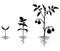 Set of silhouettes of tomato plants