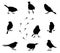A set of silhouettes of winter birds.