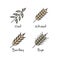 Set with Simple Porridge Cereals Icons: Oat Seeds, Rye, Wheat and Barley Healthy Breakfast Vector Concept
