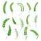 Set of simple wheats ears green icons and grain design elements for beer, organic wheats local farm fresh food, bakery