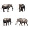 Set of a single elephant on white background