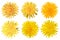 Set of six dandelions isolated