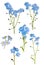 Set of six light blue forget-me-not branches