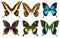 Set of six tropical swallowtail butterflies isolated
