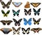 Set of sixteen color butterflies