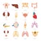 Set of sixteen human organs and anatomic parts color flat icons