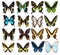Set of sixteen various vibrant tropical butterflies