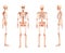 Set of Skeleton Human front back side view with two arm poses ventral, lateral, and dorsal views. Set of flat natural