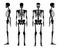 Set of Skeleton silhouette Human bones hands, legs, chests, heads, vertebra, pelvis, Thighs front back side view. Flat