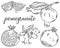 Set of sketch pomegranate fruits