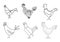 Set of sketches of birds roosters