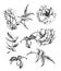 A set of sketches blooming branch of wild rose. Element for your design. Vector