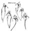 Set of sketches hand drawn flowers irises. Monochrome vector illustration. Botanical drawing of irises.