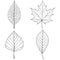 Set sketches silhouettes leaves on white background illustration