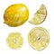 The set of sliced lemon isolated on white background, watercolor illustration