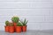 Set of small cacti in red flower pots with copy space