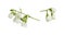 Set of small twigs of Jasmine Philadelphus flowers isolated