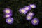 Set of small violet flowers with white and yellow centre on a dark background, fireworks pareidolia, look alike