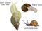 Set of snails.Giant African land snail, Roman snail and white-lipped snail