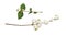 Set of snowberries Symphoricarpos albus with green leaves isolated