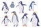 Set of species of penguins, Emperor, King, Rockhopper, Royal, vector North flightless seabirds of Antarctica wild animal