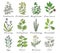 Set of spices, herbs and officinale plants icons. Healing plants