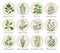 Set of spices, herbs and officinale plants icons. Healing plants